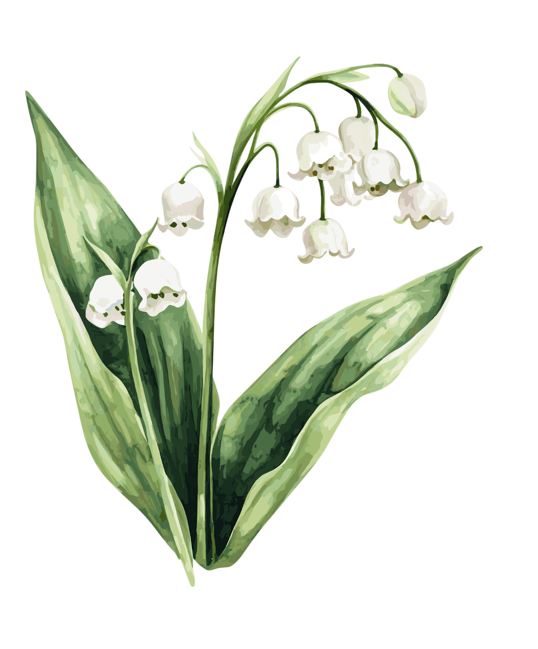 Konvalinky