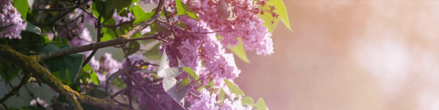 Parfémy s vôňou orgovánu Parfémy s vôňou orgovánu