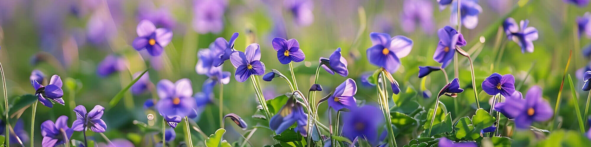 Parfémy s vôňou fialky Parfémy s vôňou fialky